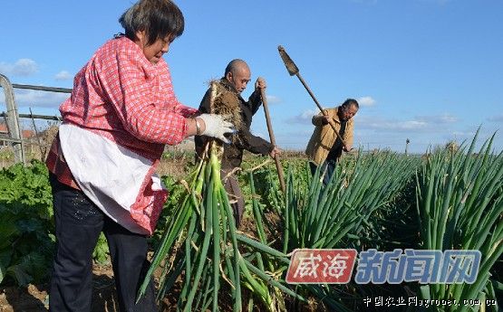 北京系列红薯育种技术