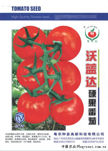 红梗木耳菜种植技术