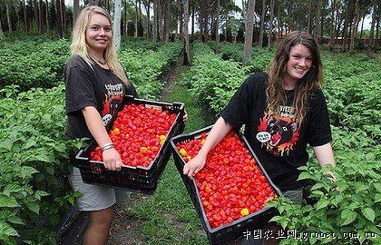 瑞克斯旺西红柿上市时间