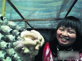 湘菜薯1号红薯育种技术