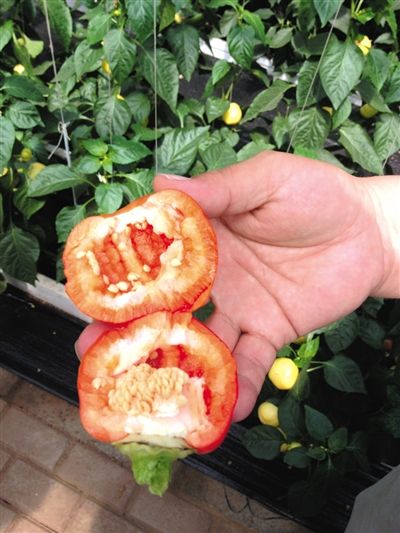 西红柿的储藏方法