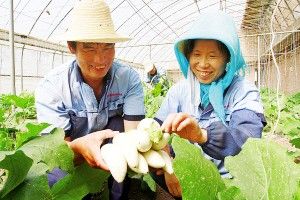 韩春白菜种植技术