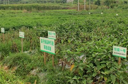 河南：高山蔬菜带动数千农户致富