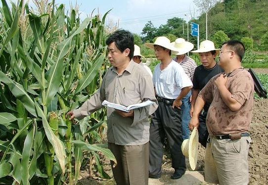 红托竹荪育种技术