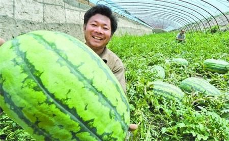 白皮黄瓜种植技术和管理