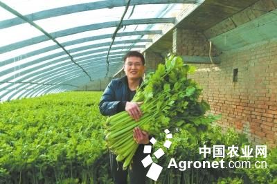 韩国绿萝卜种植技术