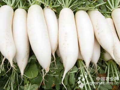 白梗空心菜种植方法