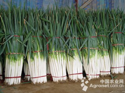 光杆茼蒿种植技术与管理法除草剂