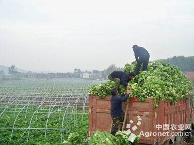 夏邑白菜是整个河南种植量最大基地