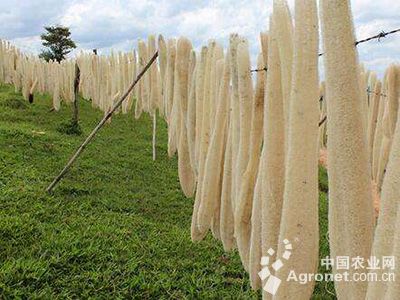 长豇豆种植技术视频