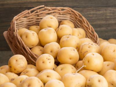 延薯4号土豆种植技术