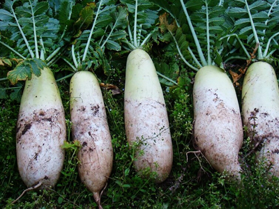 种植大白菜可以育苗吗