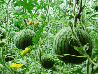 芹菜的种植与管理