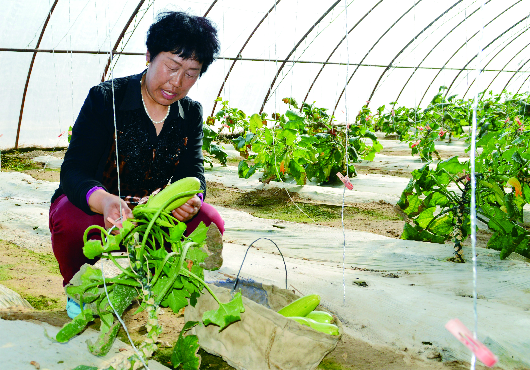 布利塔长茄种植技术