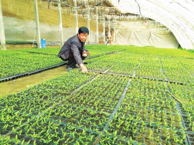 绿龙芸豆产地