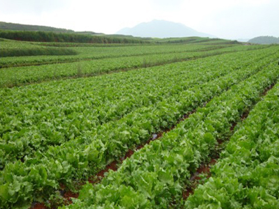 红薯叶菜种植技术
