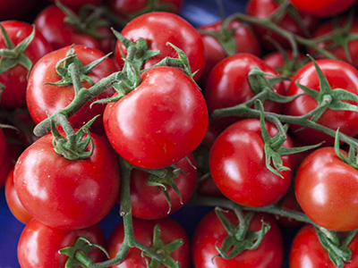 瑞特f1番茄育苗技术