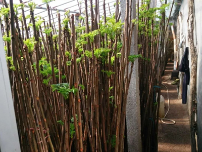 竹丝长茄育种技术