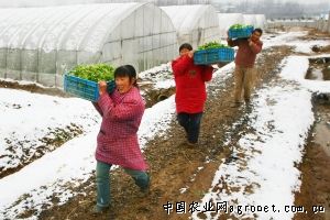 桂垦09—11木薯育种技术