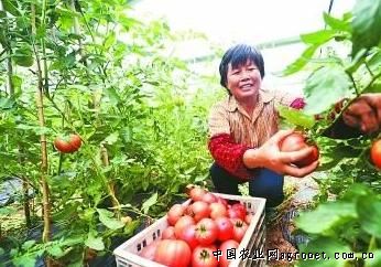 五色小番茄施肥技术