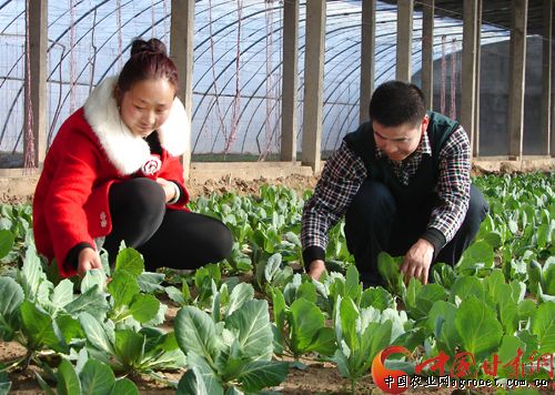 本地菜大量上市 湖南郴州市60余种生鲜蔬菜降价（图）