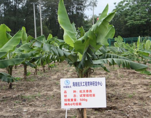 芭蕉芋种植基地图片