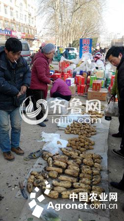 北京新三号白菜贮藏方法