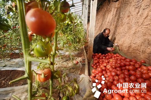 树番茄种子多少一斤哪里有卖