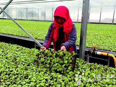 红根菠菜的种植方法