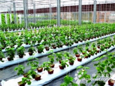 红根野蚕豆种植技术
