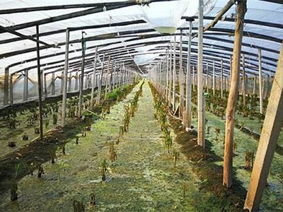尖叶水芹种植技术