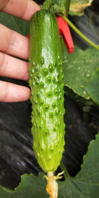 惠比寿南瓜品种大全图片