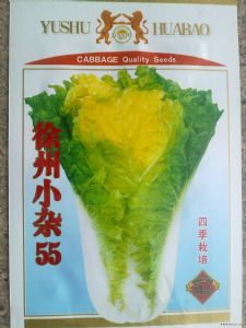 供应徐州小杂55白菜种子
