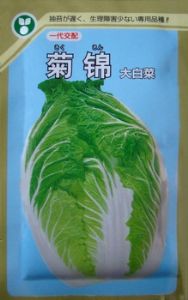供应菊锦——白菜种子