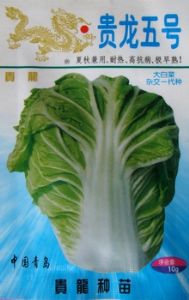 贵龙五号——白菜种子