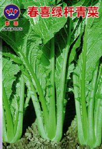 供应绿杆青菜—白菜种子
