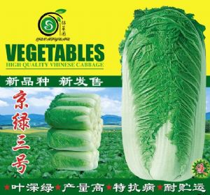 供应京绿三号—白菜种子