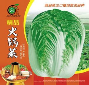 供应精品火锅菜—白菜种子