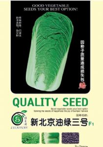 供应新北京油绿三号F1—白菜种子