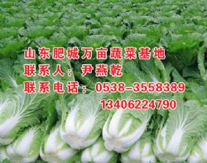 供应优质北京新三号白菜
