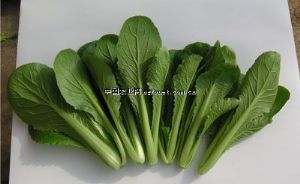 供应绿冠速生—白菜种子