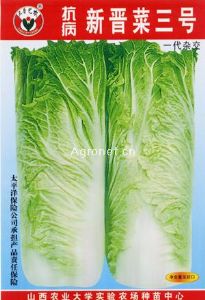 供应抗病晋菜三号—白菜种子