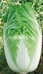 供应高抗王AC-2—白菜种子