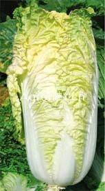 供应日本春皇白—白菜种子