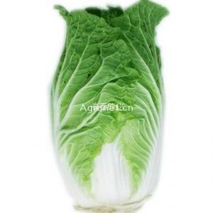 供应高抗王AC-4—白菜种子