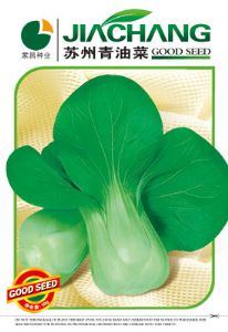 供应苏州青油菜——白菜种子