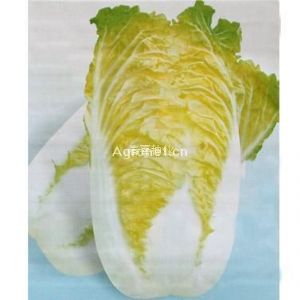 供应春喜04-66—白菜种子