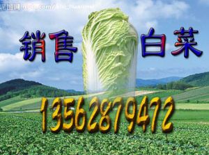 供应北京3号大白菜