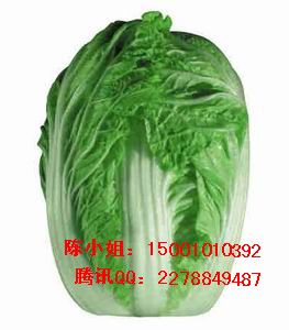 供应春锦—白菜种子