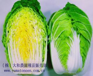 供应瑛玉65—白菜种子